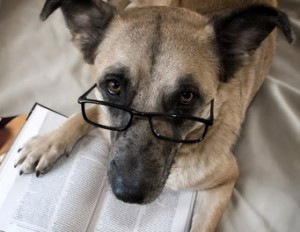 dog_reading